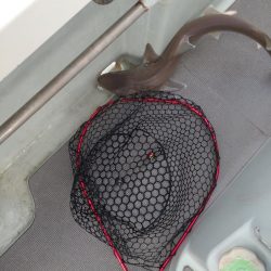 7月最後のタイラバ