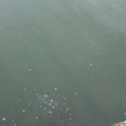 デイチニング初釣果