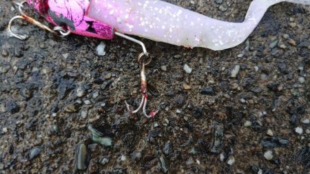 初ショアレッド