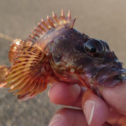 鱒レンジャー入魂