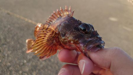 鱒レンジャー入魂