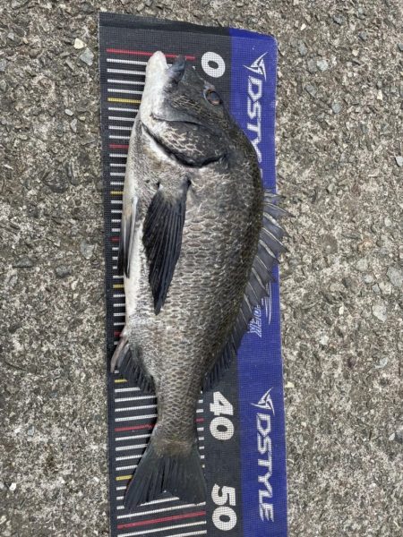 イチノ兄弟、釣果！