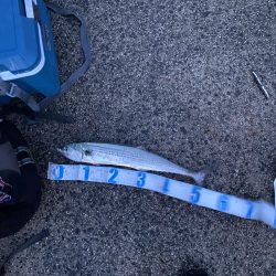 ジギング、アジング