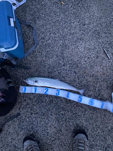 ジギング、アジング