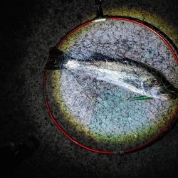 なんとかシーバス50cm