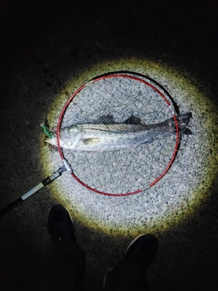 続けてシーバス1本