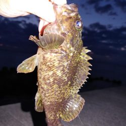 爆風エギング、メバリング