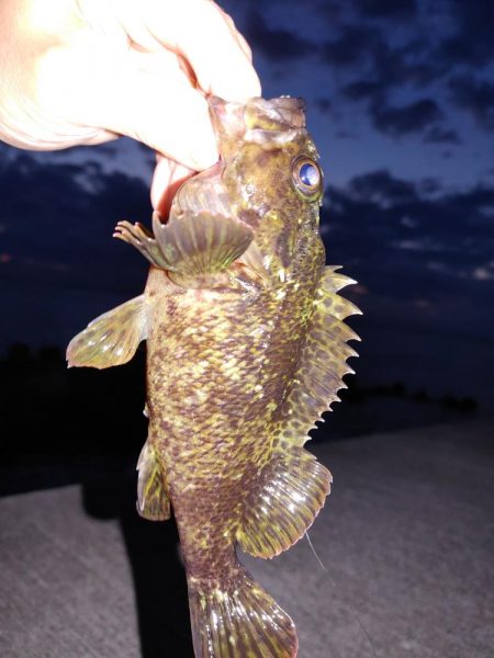 爆風エギング、メバリング