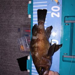 メバルはまだいるけど、イカがいない！