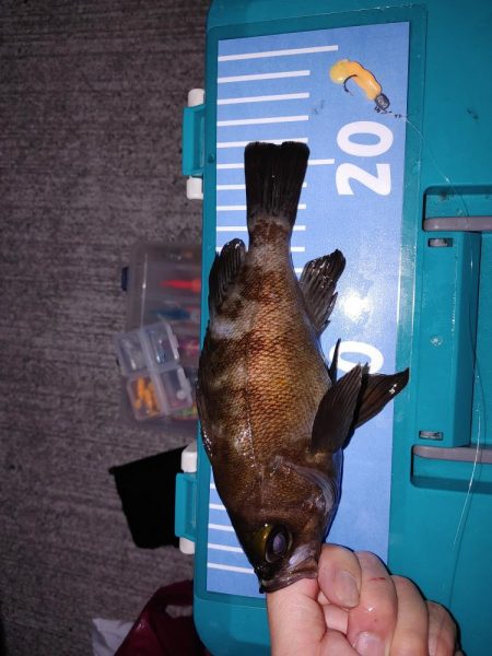 メバルはまだいるけど、イカがいない！