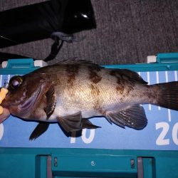 フロートとエギング