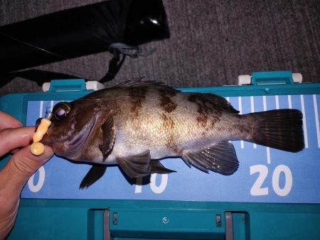 フロートとエギング