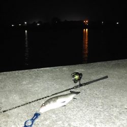 夜のシーバス釣り