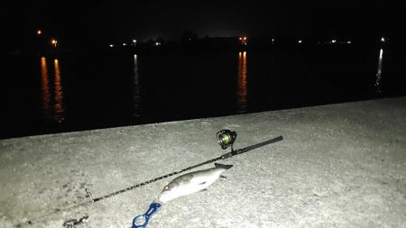 夜のシーバス釣り