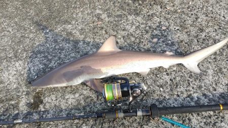 鮫退治したらデカ鯵入れ食い
