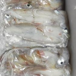 シロイカ好調続く