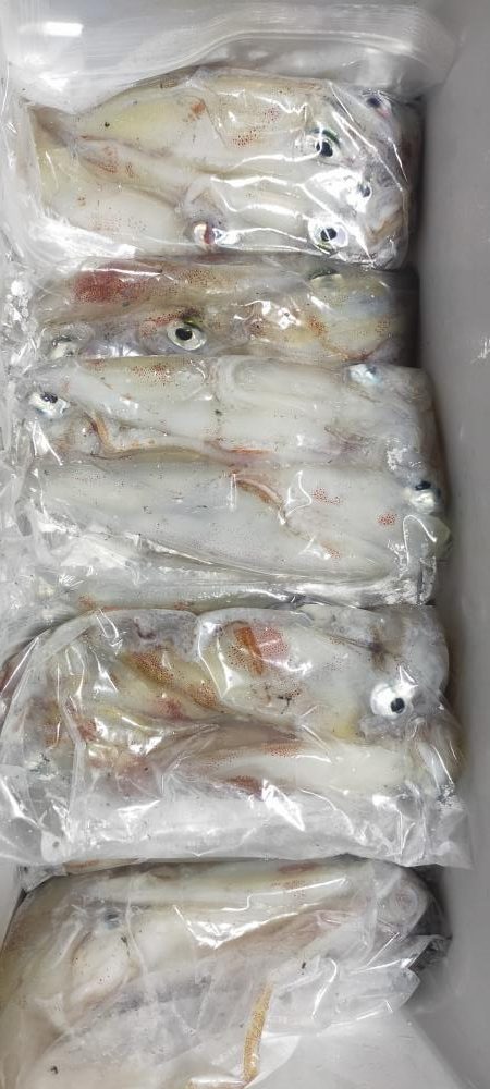 シロイカ好調続く