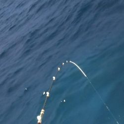 シロイカ好調続く