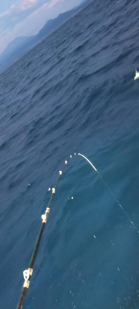 シロイカ好調続く