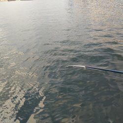 子供とのんびりサビキ