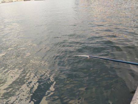 子供とのんびりサビキ