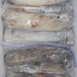 シロイカぼちぼち