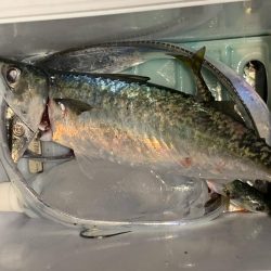 大サバ、夏タチ