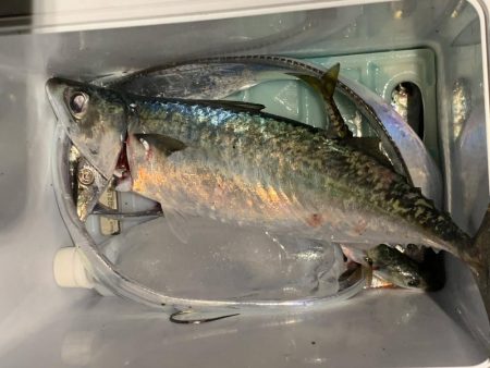 大サバ、夏タチ