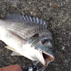 旬の魚釣りしてきました
