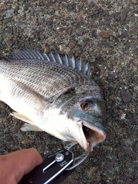 旬の魚釣りしてきました