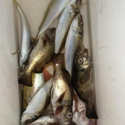 久しぶりの釣り