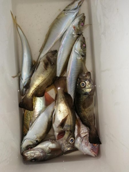 久しぶりの釣り