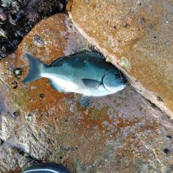 フカセ‥最高ですネ・・