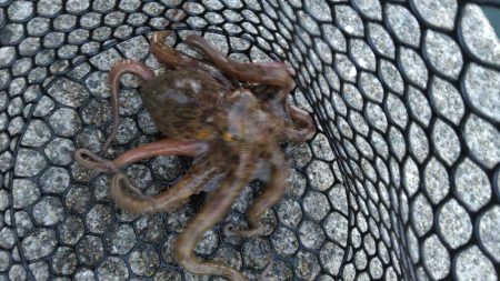 1泊タコ釣り