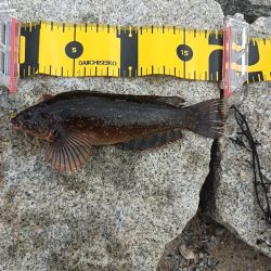 アナハゼを狙うと~