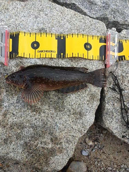 アナハゼを狙うと~