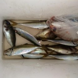 今日もアジ釣り