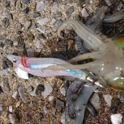 対馬エギング釣果