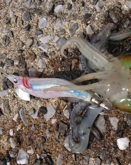 対馬エギング釣果