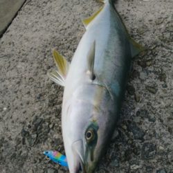 ハマチ回遊あり!