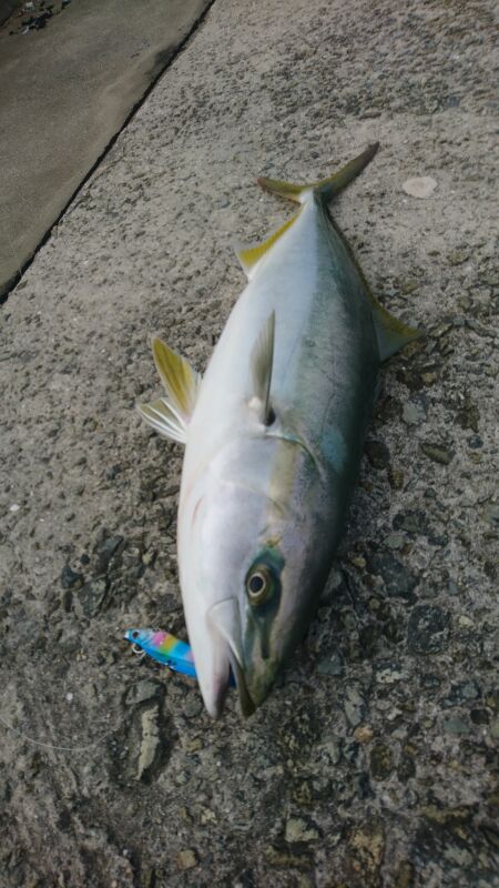 ハマチ回遊あり!