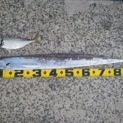 尺アジとタチウオ