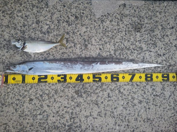 尺アジとタチウオ