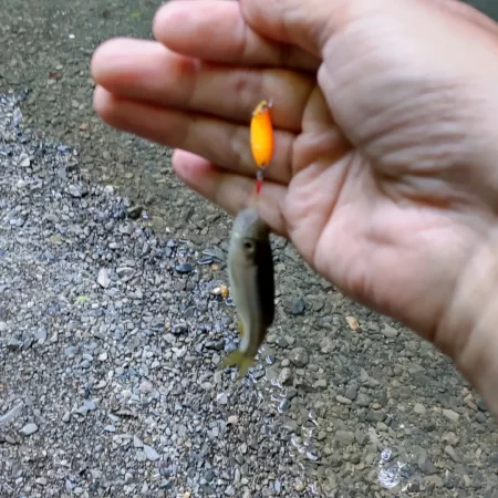 チャビングで腹パン含め、つ抜け！