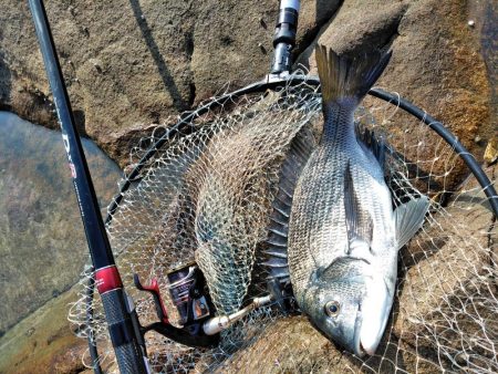 フカセ‥最高ですネ・・