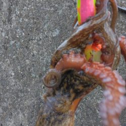 タコジグ リベンジ