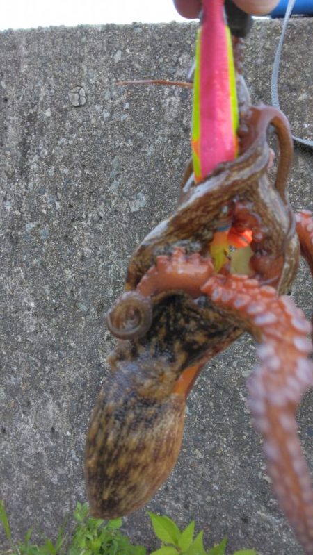 タコジグ リベンジ