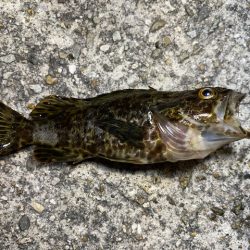 垂水漁港での胴付き釣りでキジハタが！！