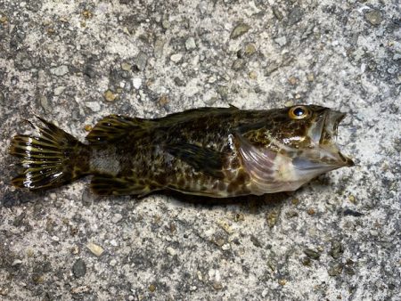 垂水漁港での胴付き釣りでキジハタが！！