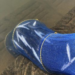 宇曽川コアユ早朝２時間で180匹